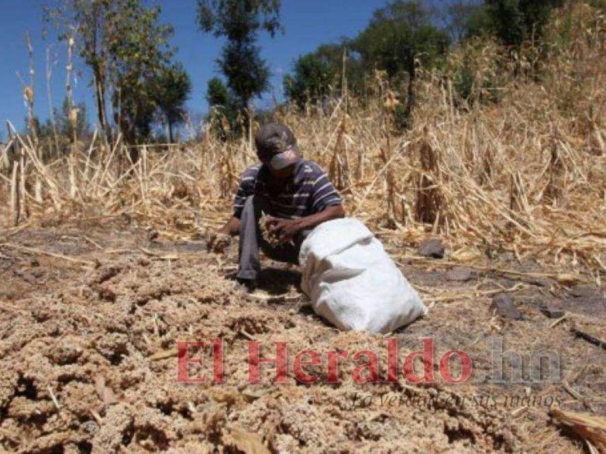 En emergencia agroalimentaria están los municipios del corredor seco