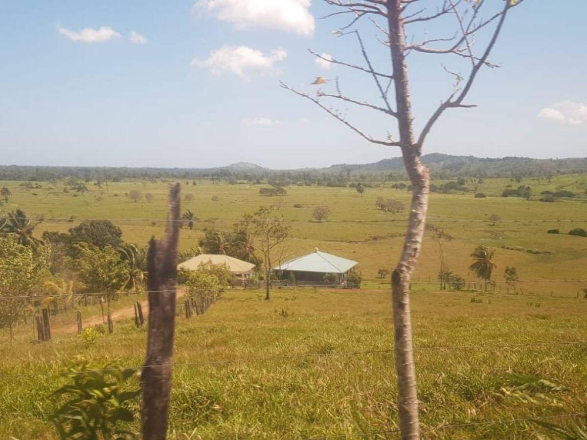 Aseguran cuatro manzanas de plantación de arbustos de coca en Colón