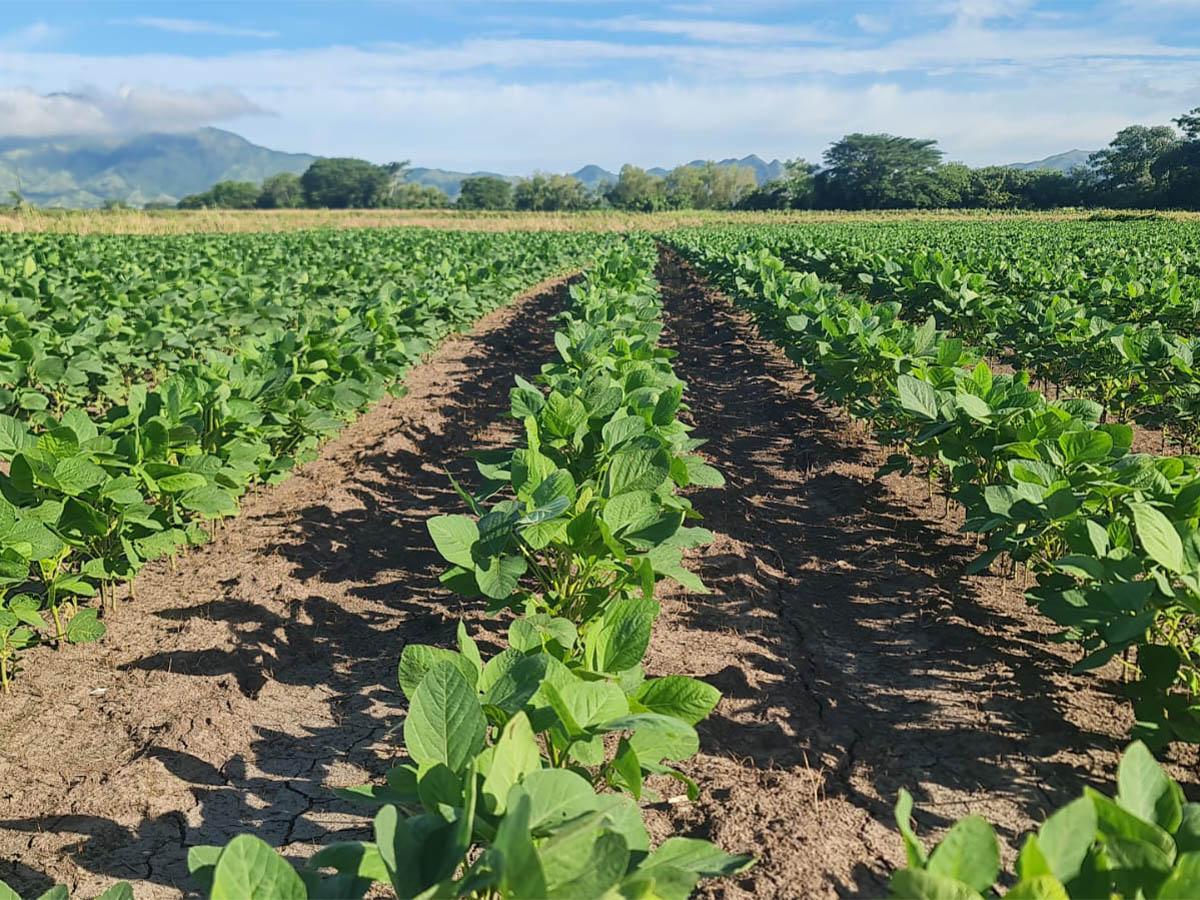 SAG impulsa el cultivo de soya para fortalecer seguridad alimentaria y biocombustibles