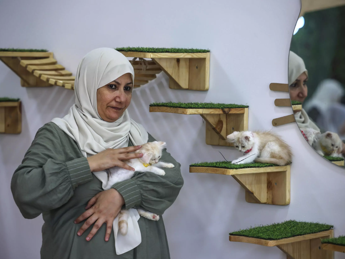 Un café para gatos ofrece un respiro a los habitantes de Gaza