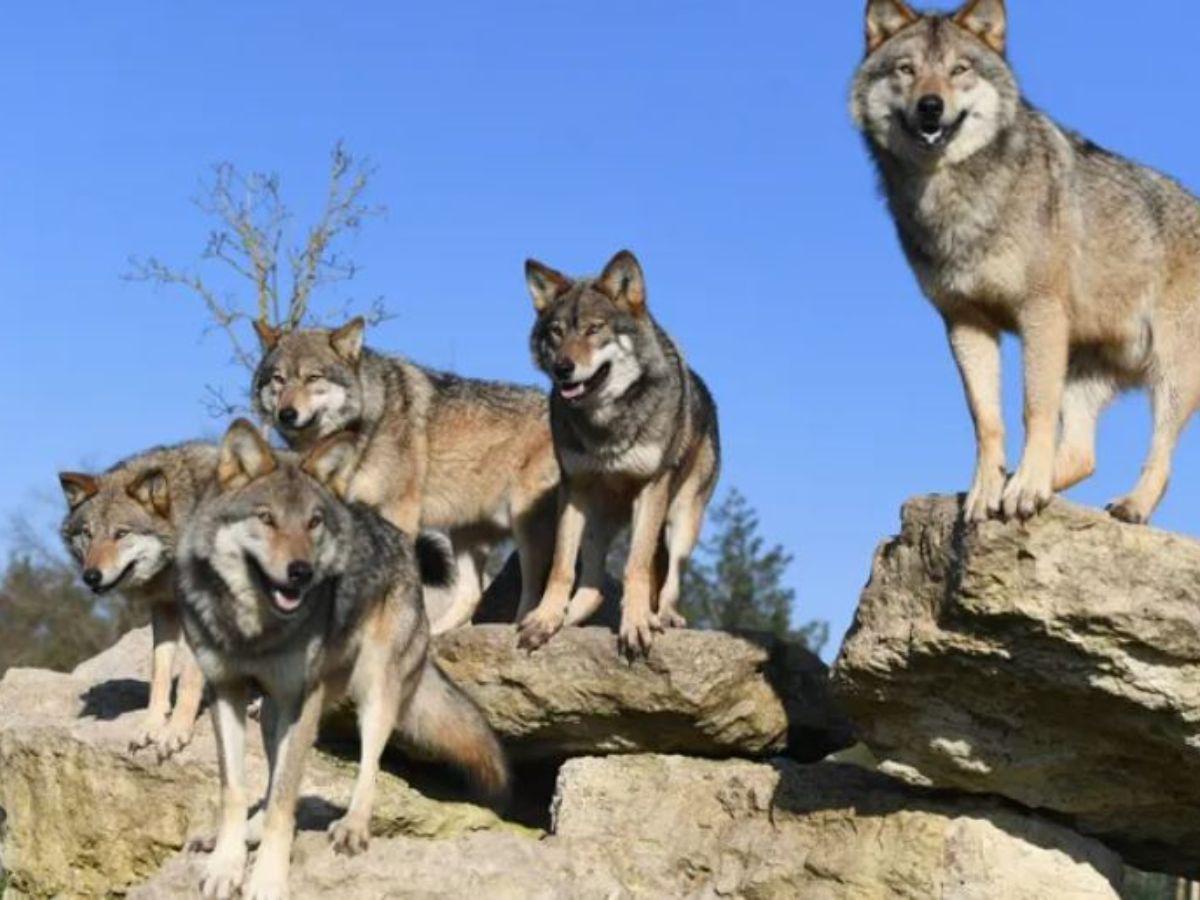 Varios lobos atacan a mujer en un zoológico de Francia