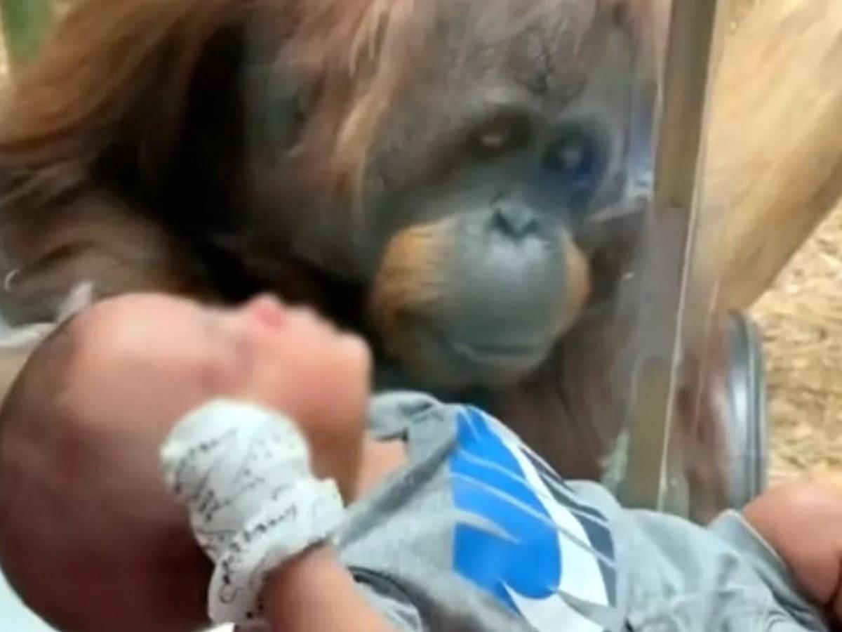 Orangután conmueve al solicitar a mujer que le muestre a su bebé