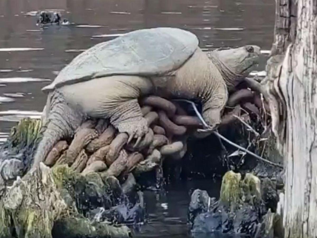 “Chonkosaurus”, la tortuga gigante que hallaron en río de Chicago