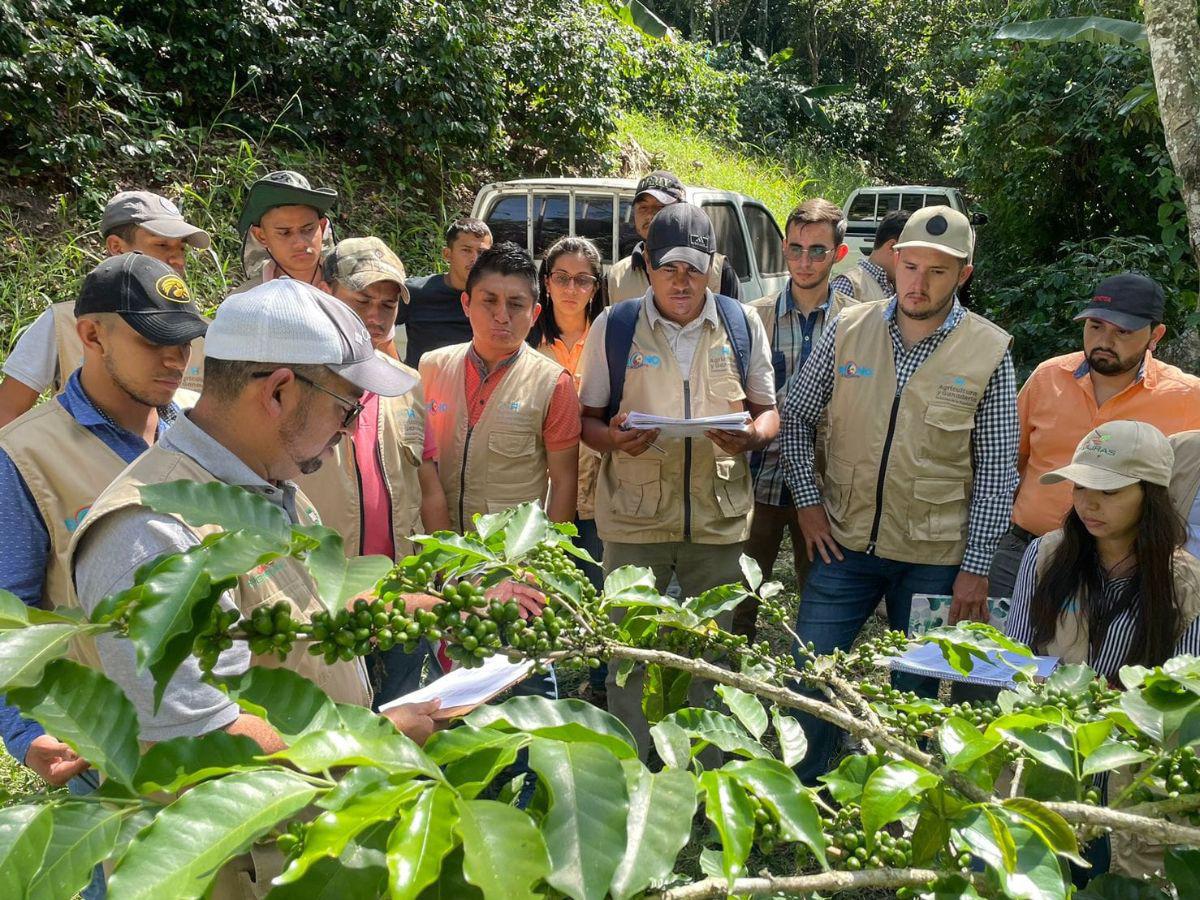 Más de 100 mil productores se beneficiarán con el bono cafetalero