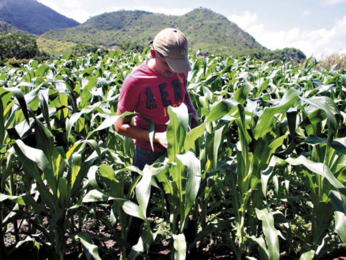 La importación del maíz amarillo deja pérdidas a Honduras