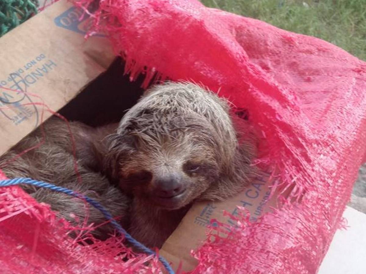 Con todo y cría, logran rescatar a osos perezosos que eran traficados en cajas a Roatán