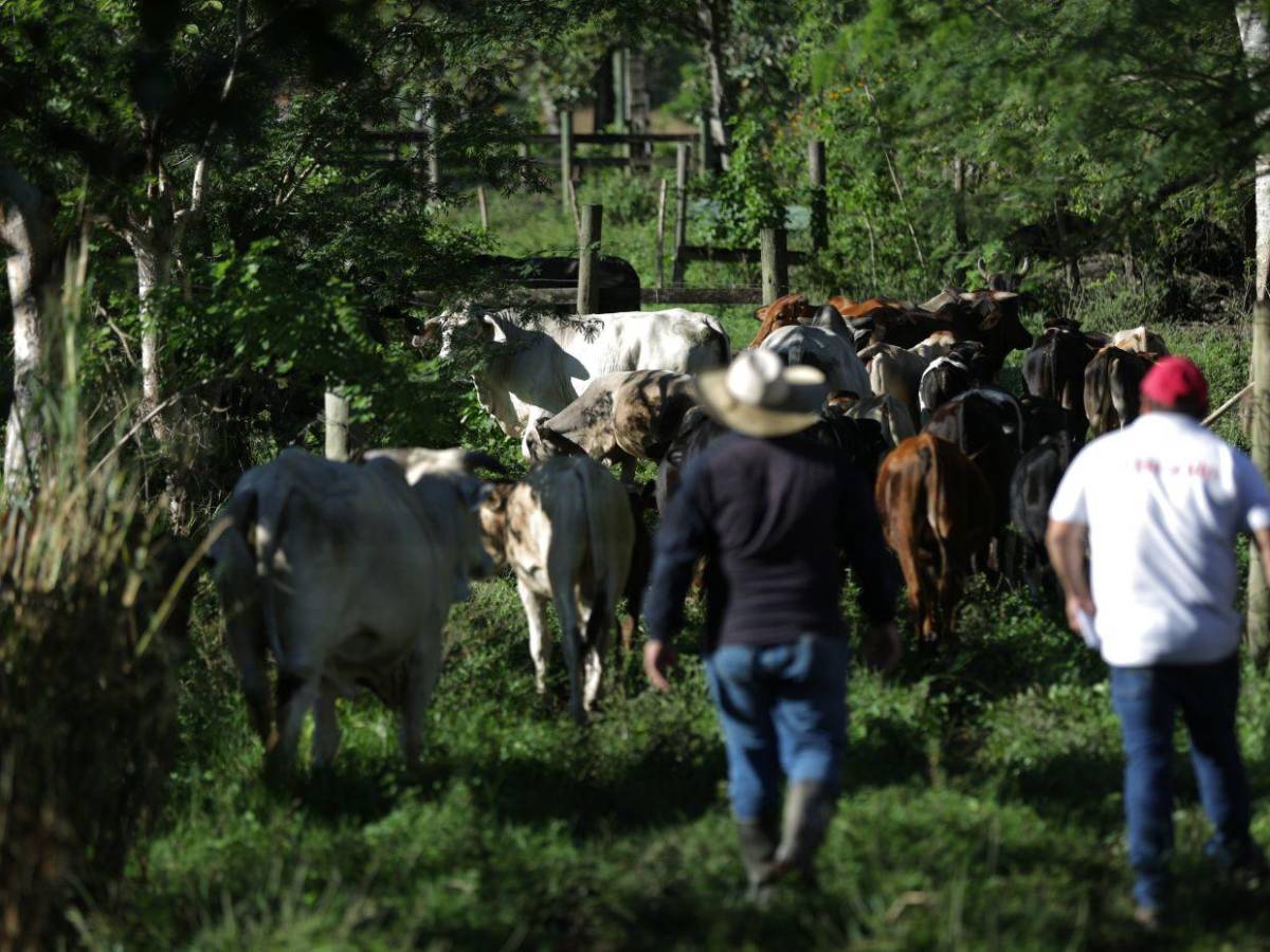 Gusano barrenador: una mosca pone en jaque al ganado de Honduras