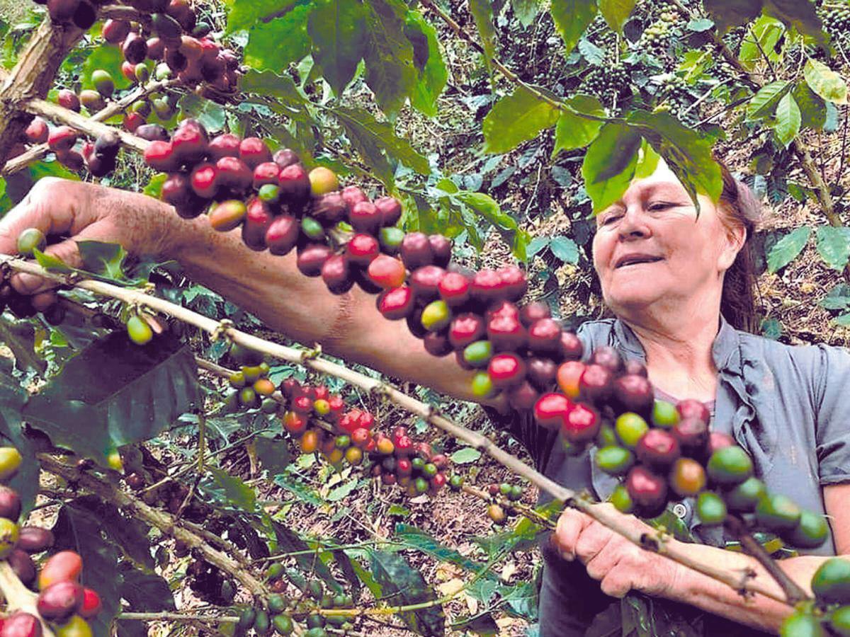 Impacto Económico del Café en Honduras: ¿Cuánto Generará en Divisas?