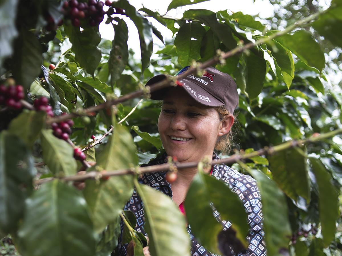 <i>Los empleados de Finca Santa Isabel son el corazón de la producción de café de calidad y conservación ambiental.</i>