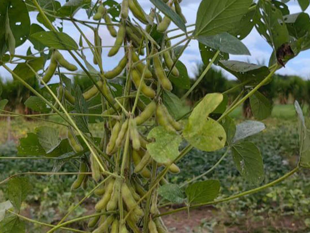 Trabajadores agrícolas cosechan soya, como parte del impulso del Gobierno para reactivar este cultivo. La apuesta por diversas fuentes de biocombustibles, como aceite de palma, caña de azúcar y residuos agrícolas, refleja el compromiso del país con prácticas más sostenibles.