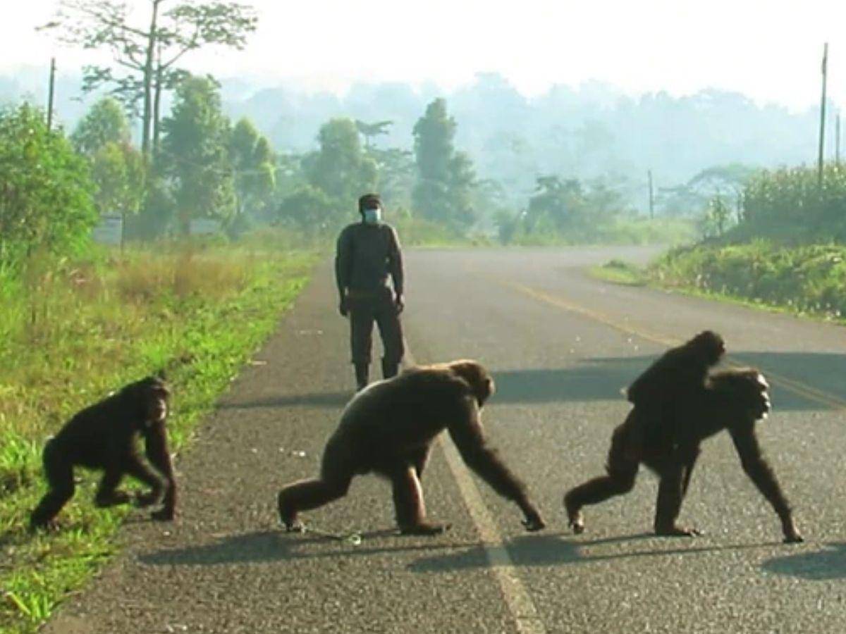 Tres chimpancés mueren abatidos a disparos tras escapar de un zoológico en Suecia