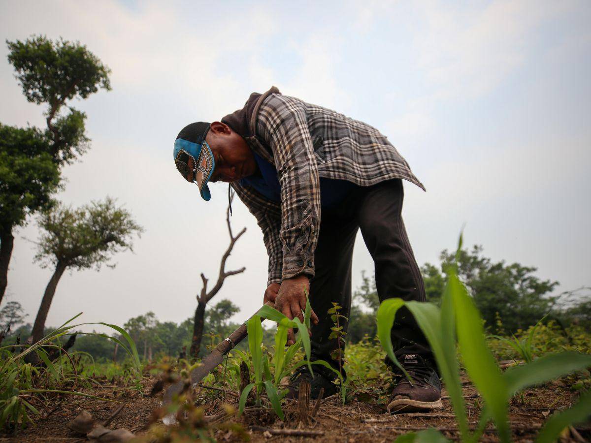 $!Los agricultores están preocupados, debido a que muchos sembraron y las plantas no crecen como lo esperaban.