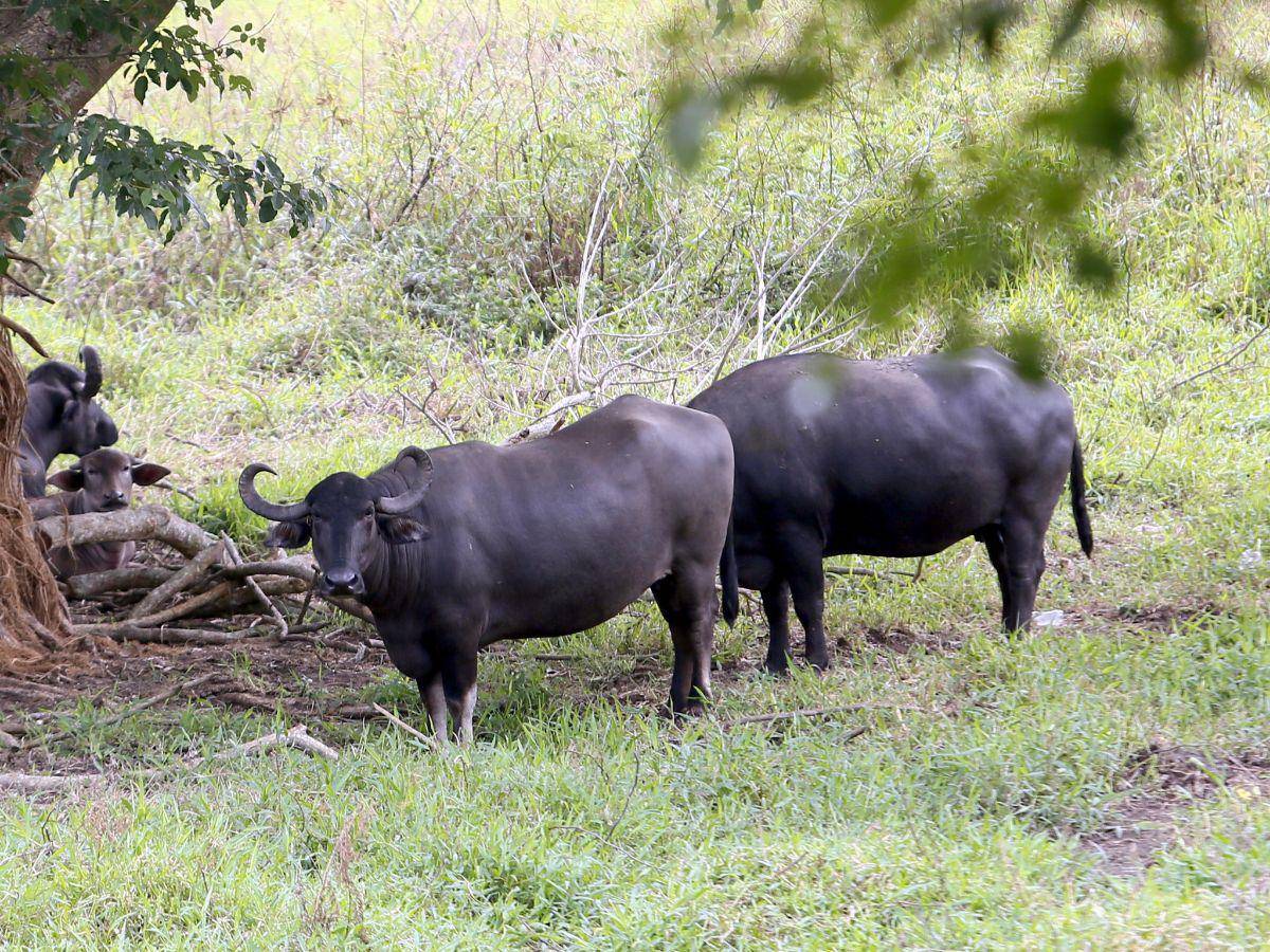 $!Los búfalos han hecho de los humedales del Lago de Yojoa su hogar y se han multiplicado.