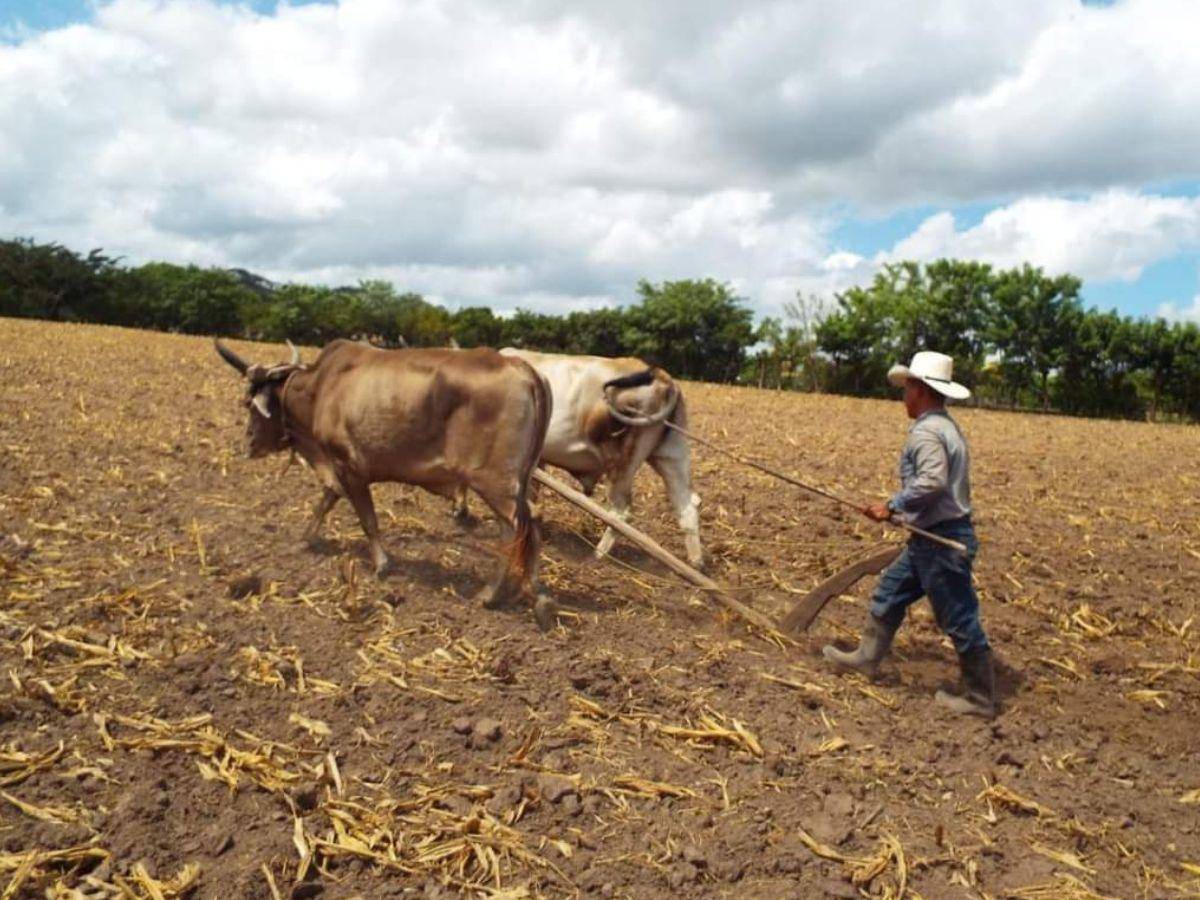 $!Los productores aseguran que el impacto de la sequía es fuerte, sobre todo en la cosecha de frijoles.