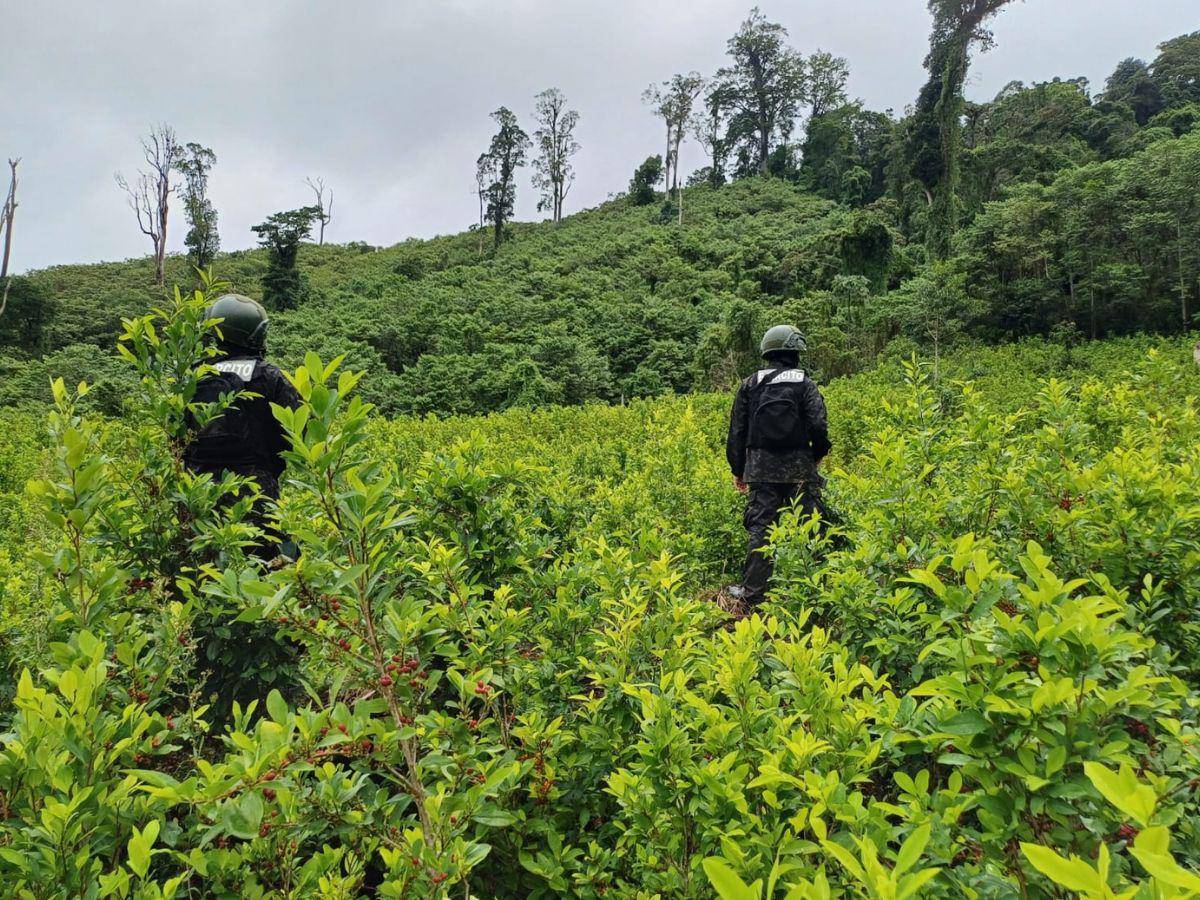 $!Las organizaciones del narcotráfico buscan zonas de campesinos, tierras nacionales, ejidales y áreas protegidas.