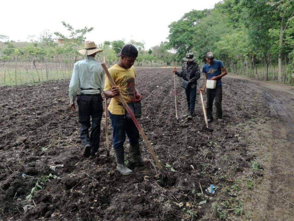 $!Los productores del norte de Olancho, en Yoro y Colón, pueden aprovechar las lluvias del resto del año, donde se pronostican algunas lluvias.