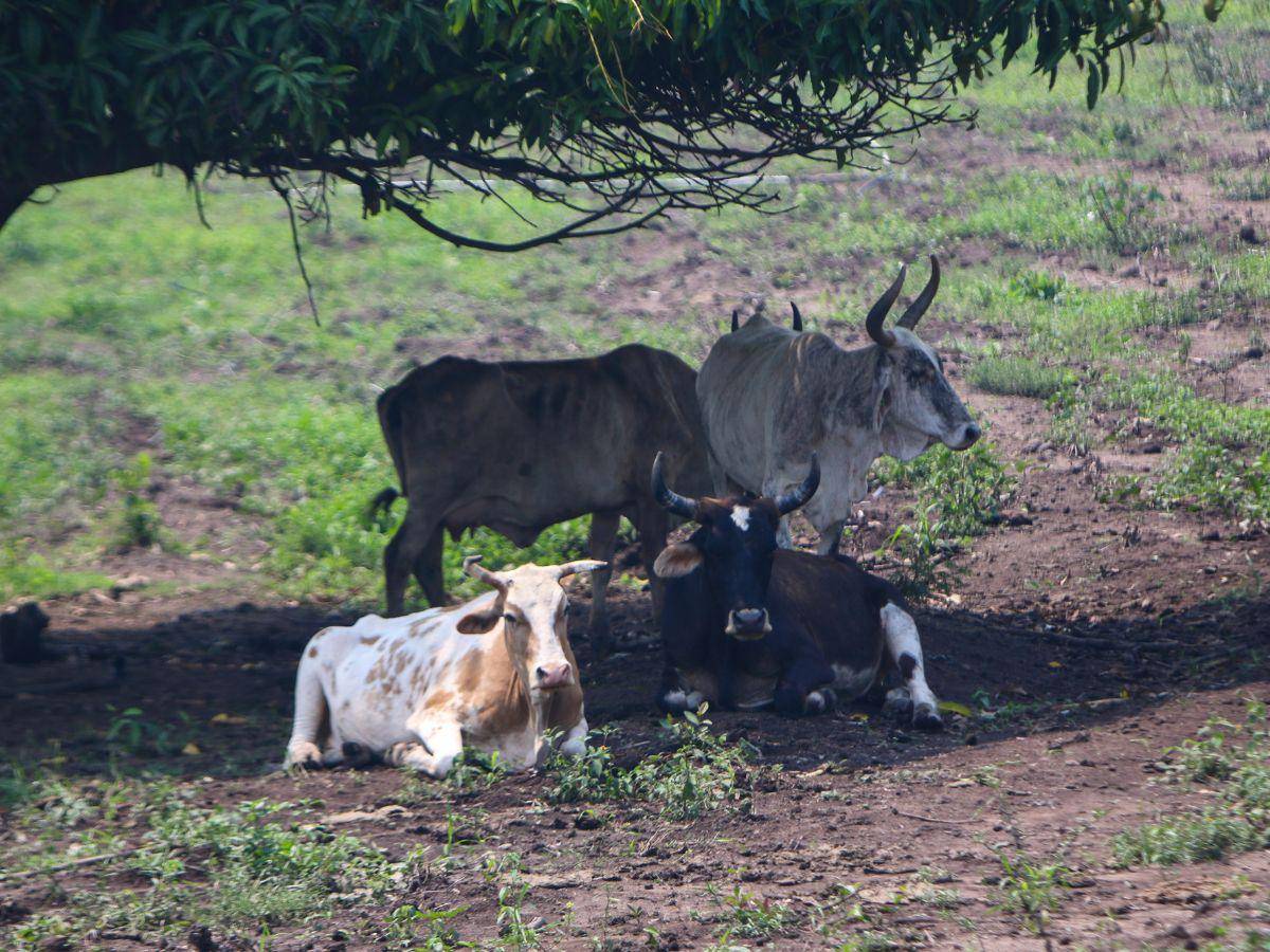 $!El problema es que no hay medidores reales de la producción agraria y bovina en el campo.