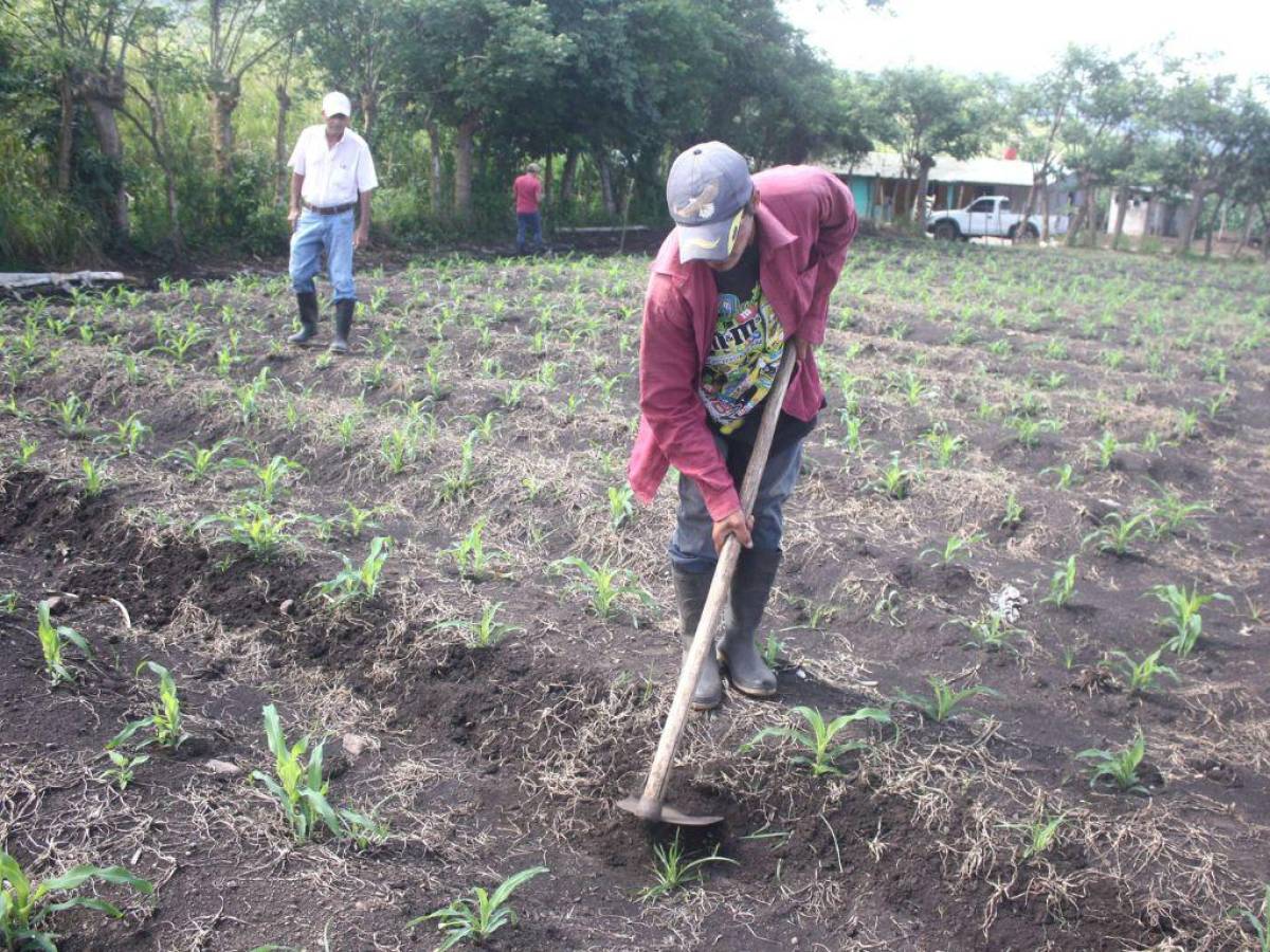 Más de 135 mil mujeres en Honduras trabajan en actividades agrícolas