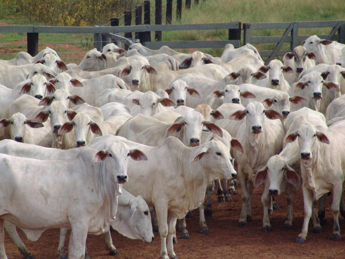 Rebaño de vacas frustra escape de ladrón en Inglaterra