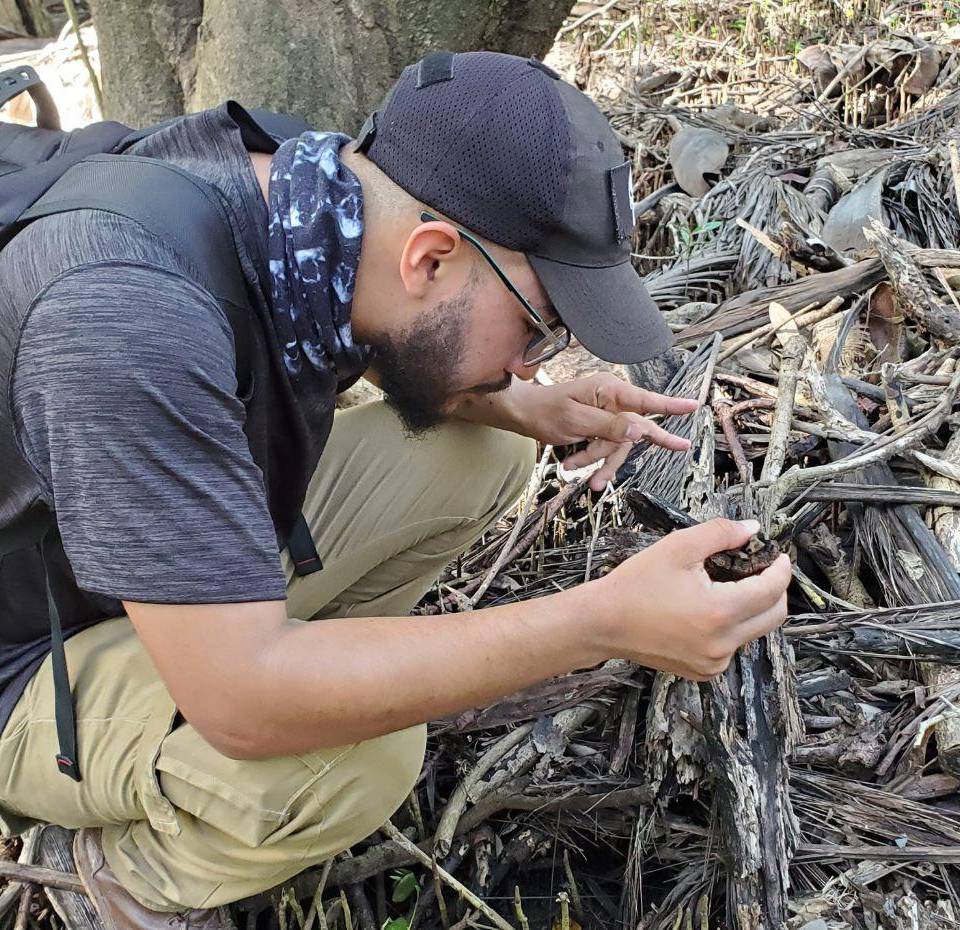 Luego de graduarse de la UNAH en noviembre de 2024, Alex continúa trabajando en el descubrimiento y descripción de nuevas especies de arácnidos.