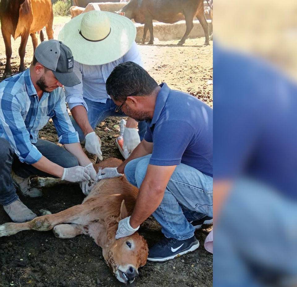 Un total de 26,954 animales han sido tratados para prevenir la enfermedad.