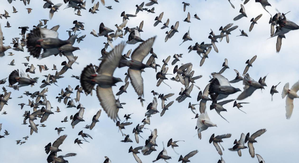 Competencia y camaradería: la feroz pasión por las carreras de palomas