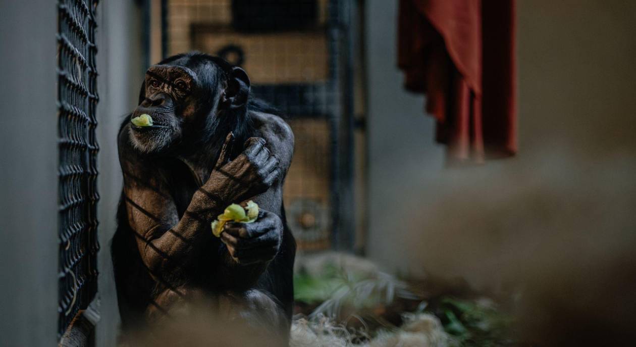 Chimpancés de Hollywood encuentran nueva vida en el Lincoln Park Zoo