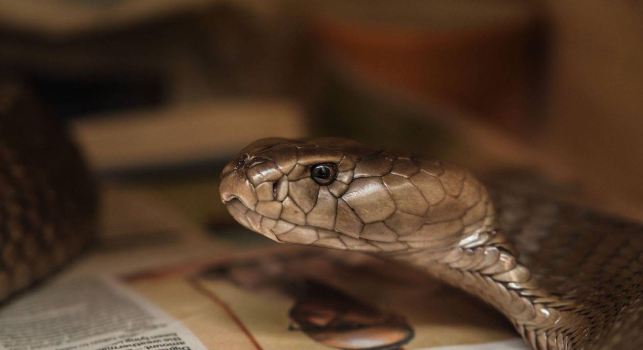 El desafío mortal de las mordeduras de serpiente en África, un problema olvidado