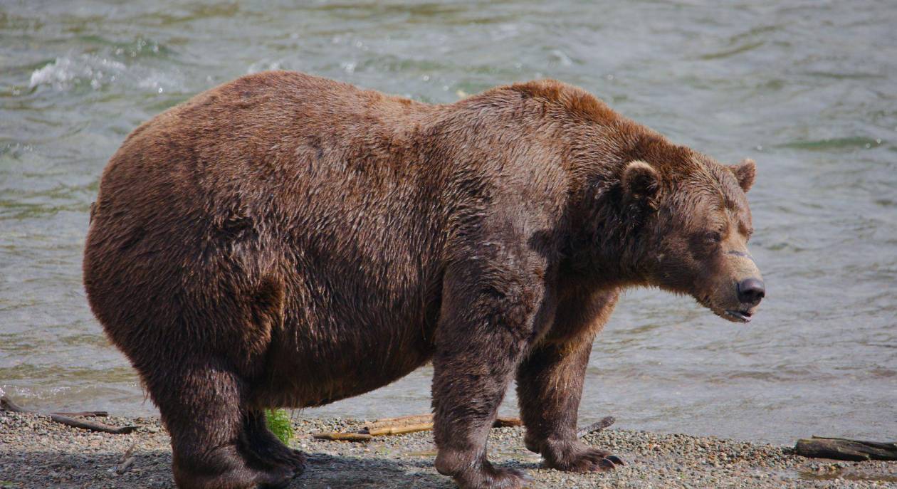 Concurso anual celebra la grandeza de los osos gordos en Alaska