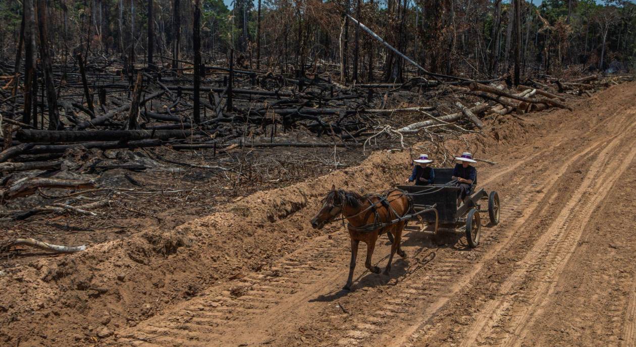 Familias de menonitas se asientan en la Amazonia peruana