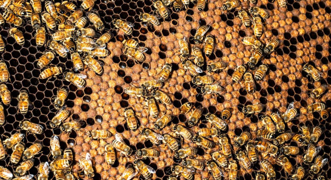 Abejas urbanas zumban en Manhattan: miel en medio de la pandemia