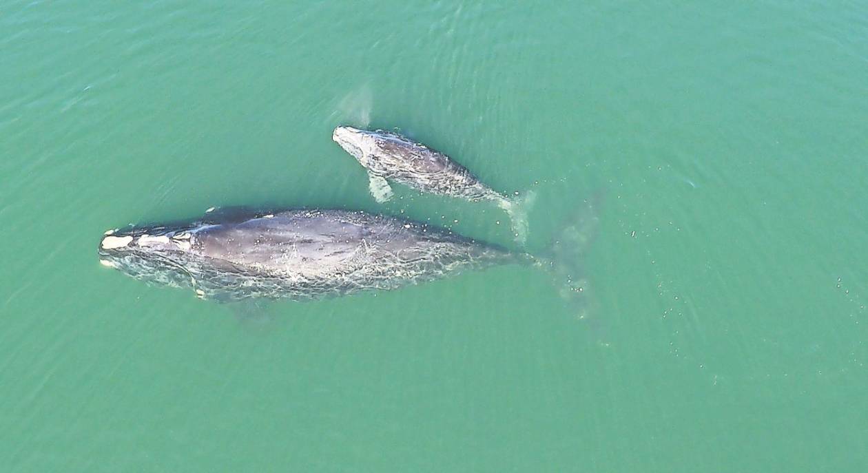 Tragedia en el mar: la cría de Squilla, ballena franca, muere enredada