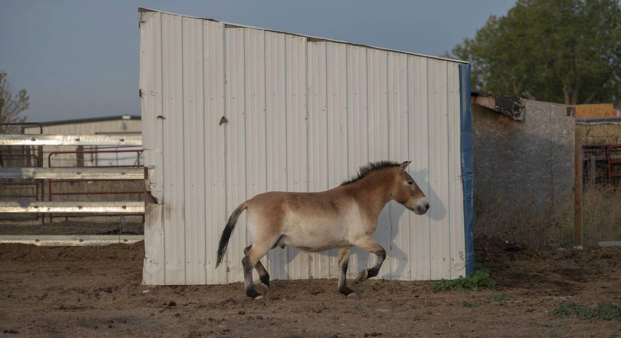 Descubren caballos Przewalski que están en peligro de extinción en subastas de EUA