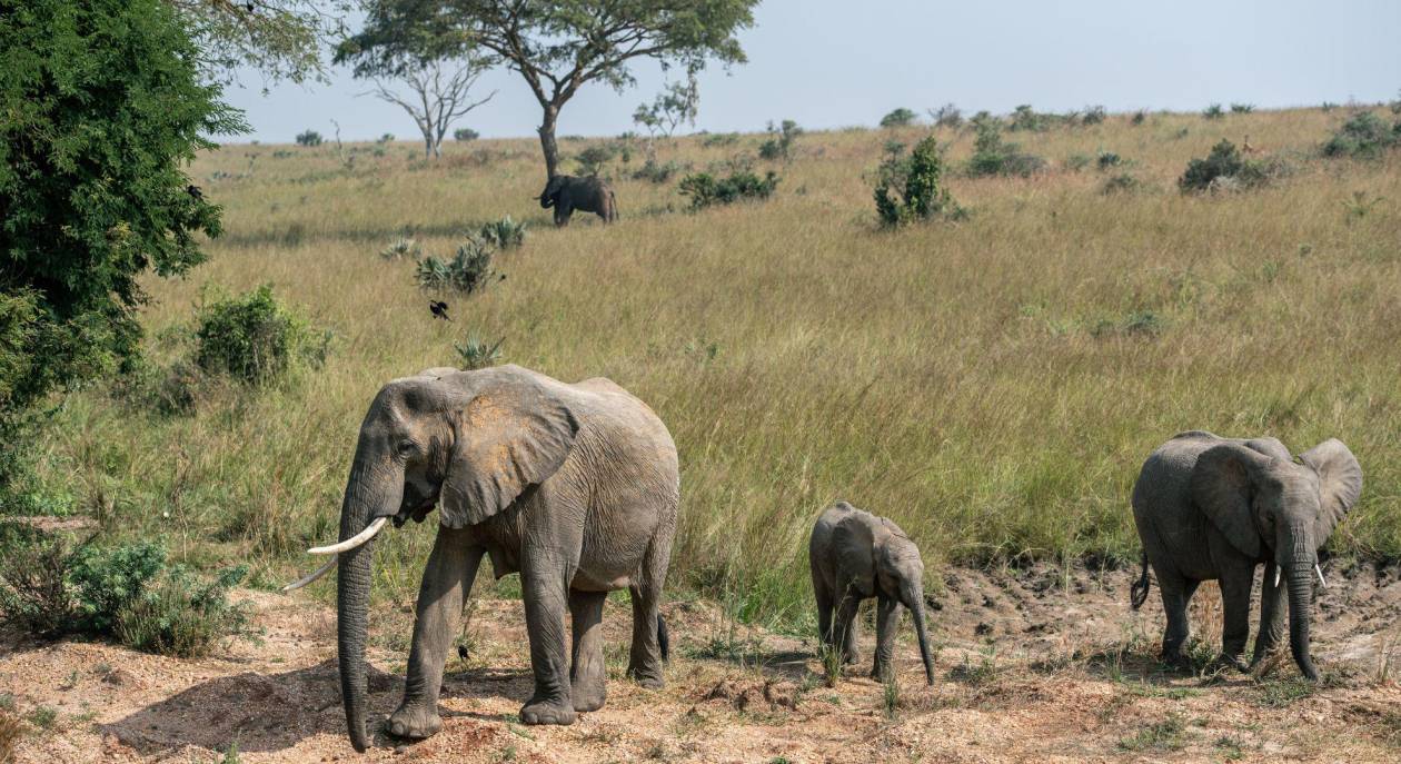 Crisis alimentaria en Namibia obliga a sacrificar 723 elefantes