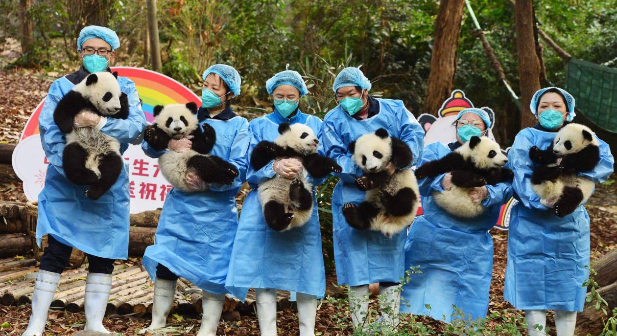 Pandas en zoológicos de Estados Unidos ¿Salvación de especie o negocio rentable?