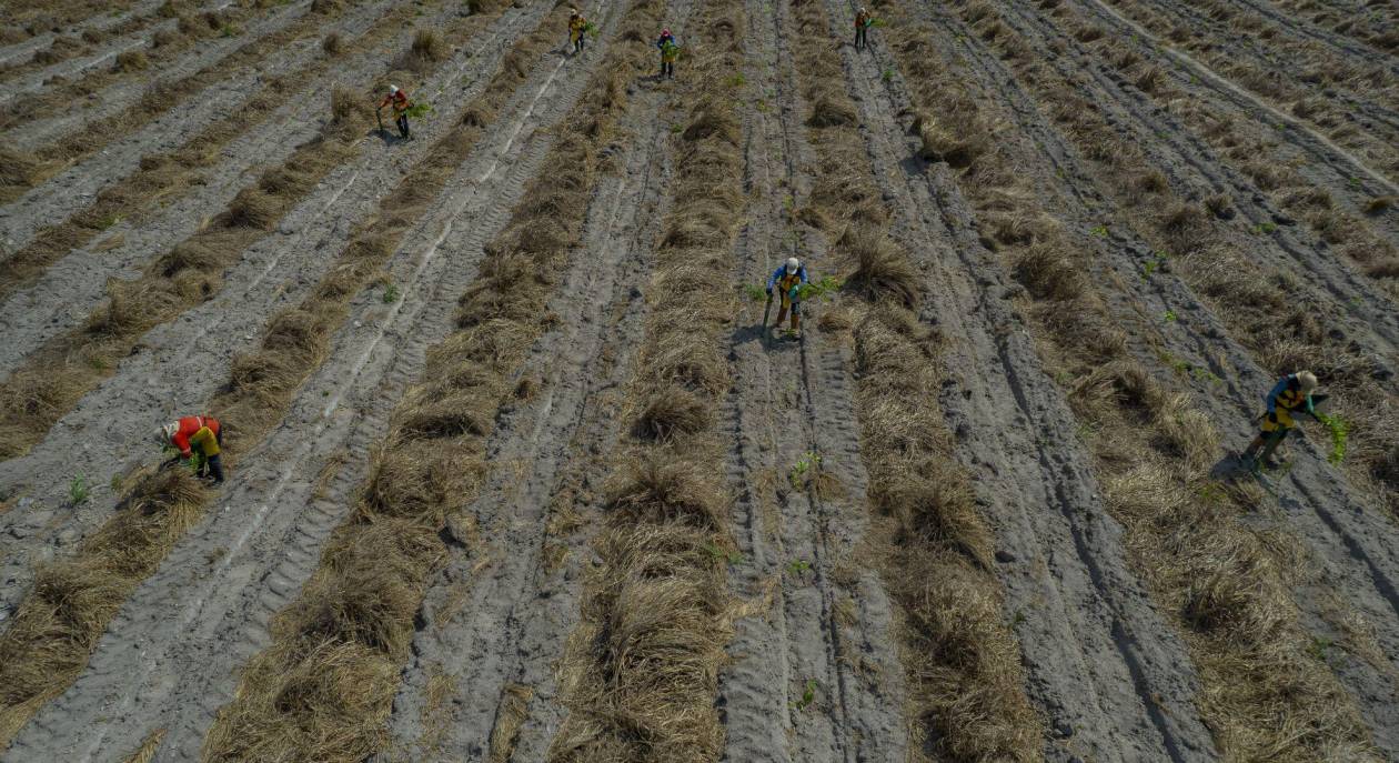 Buscan aplazar ley de deforestación de la Unión Europea