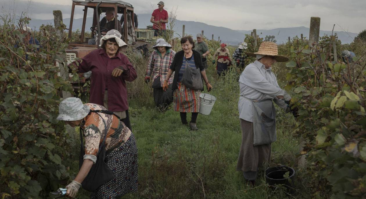 Kakheti, Georgia: viticultores debaten entre mercados ruso y occidental