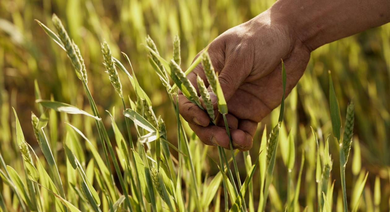 Estudio revela cómo la amilasa impulsó la adaptación humana al almidón