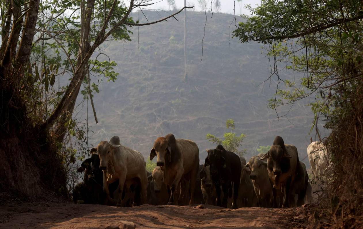 Ambientalistas: Tregua permitirá expansión de ganadería en Biósfera del Río Plátano