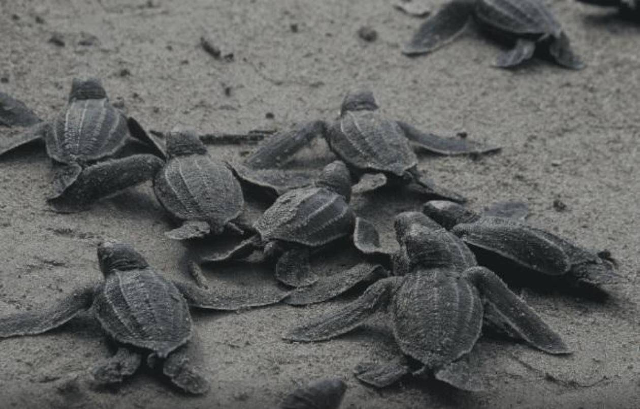 Liberan 336 tortugas de río como parte de un plan de conservación en Venezuela