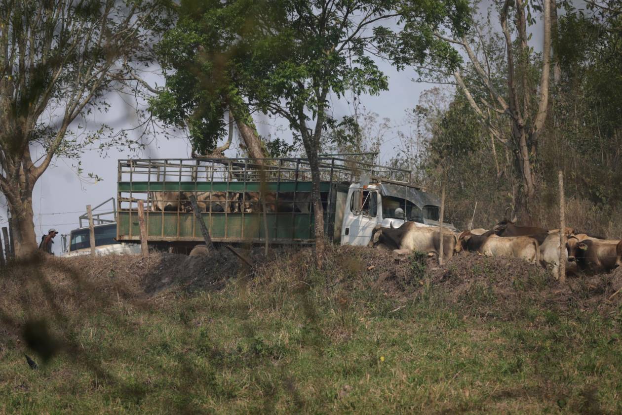 Federación de Ganaderos convoca a reunión por plan “Cero deforestación 2029”