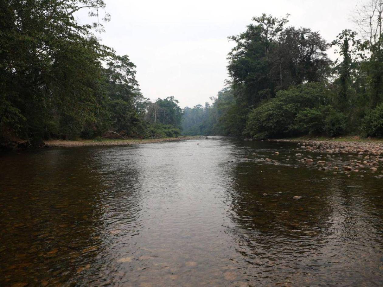 Gobierno denuncia boicot contra plan “Cero Deforestación” en el río Plátano; ganaderos lo niegan