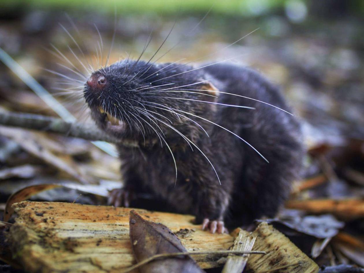 Descubren 27 especies, entre ellas un ratón anfibio, en la Amazonía de Perú