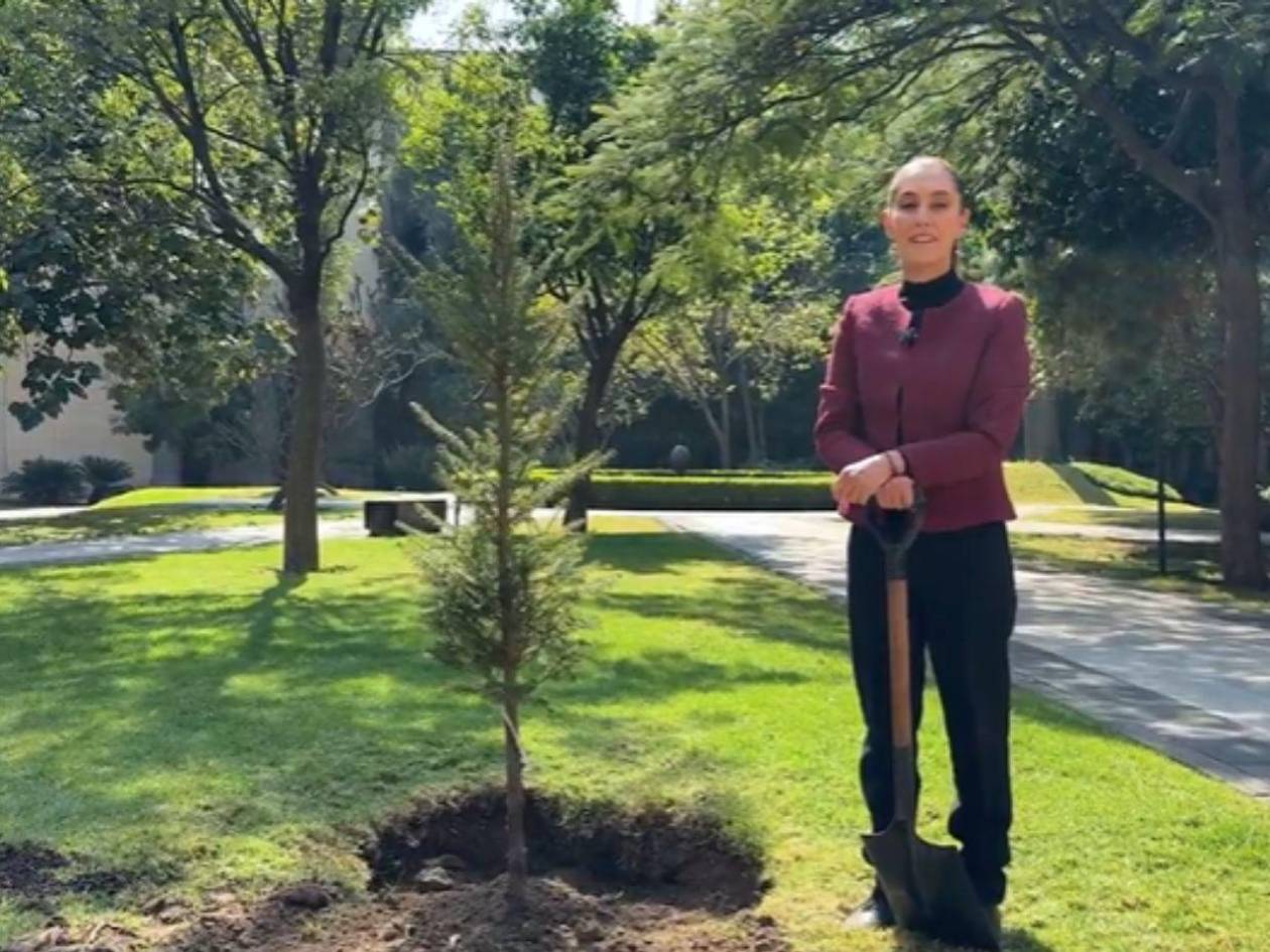 Sheinbaum cierra 2024 plantando un árbol y llamando a votar en elecciones judiciales