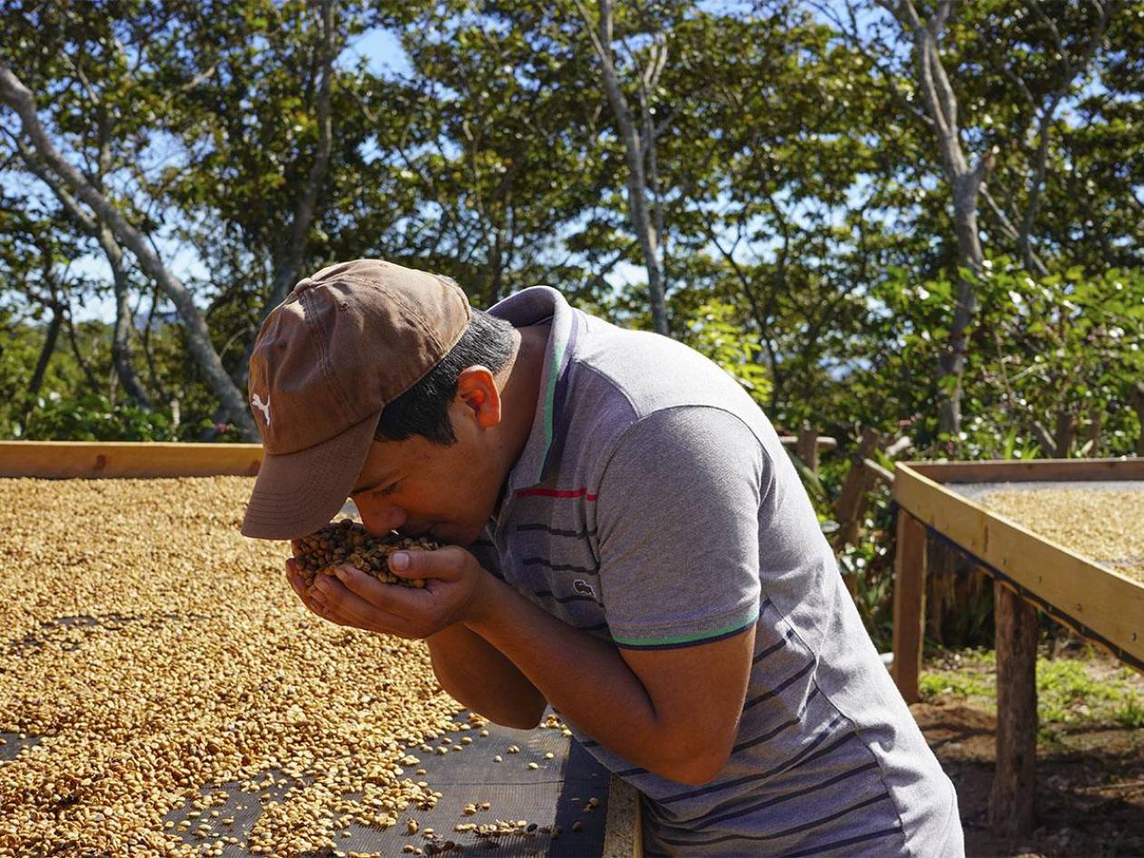 Relevo generacional en la caficultura hondureña: Oportunidades y desafíos para los jóvenes