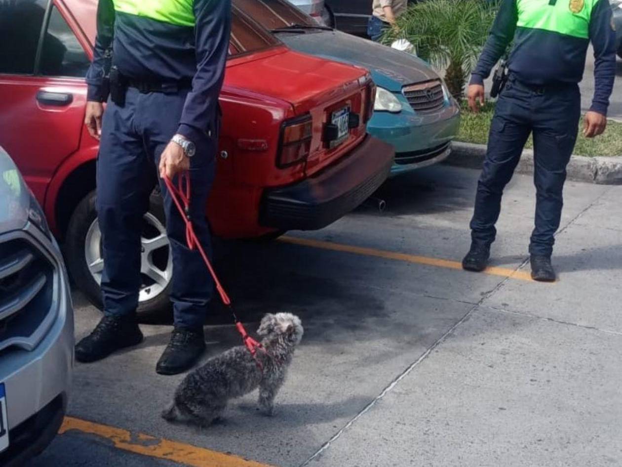 Dueño de perrito será citado por dejarlo encerrado en un auto bajo el sol