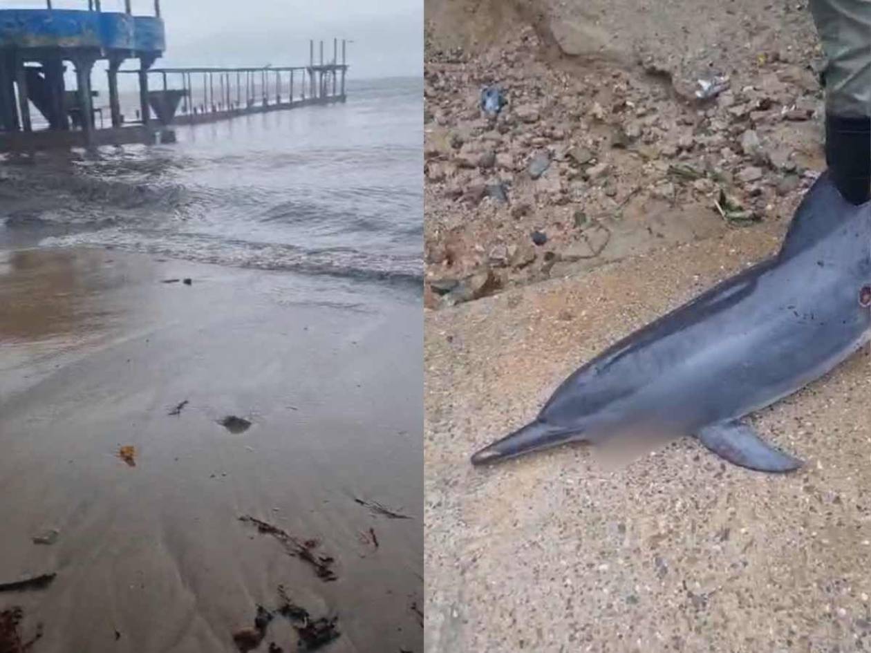 Un delfín aparece en las playas de Trujillo tras el paso de la tormenta Sara