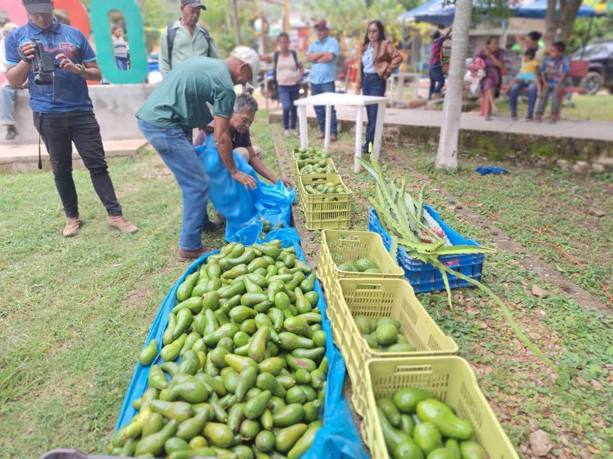 Productores hondureños e importadores fijan precio del aguacate