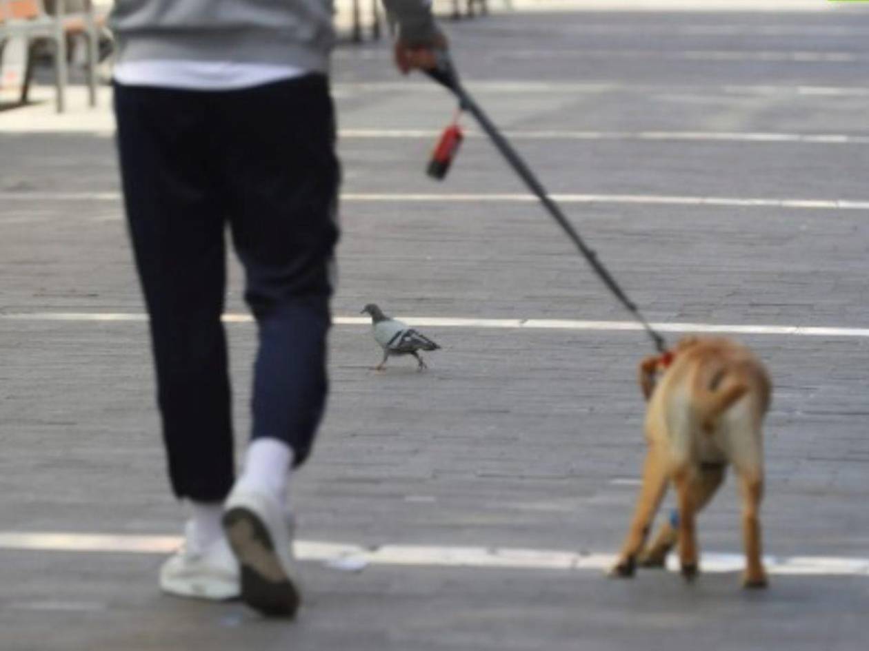 Perú evalúa proyecto de ley para dar licencia laboral por muerte de mascotas