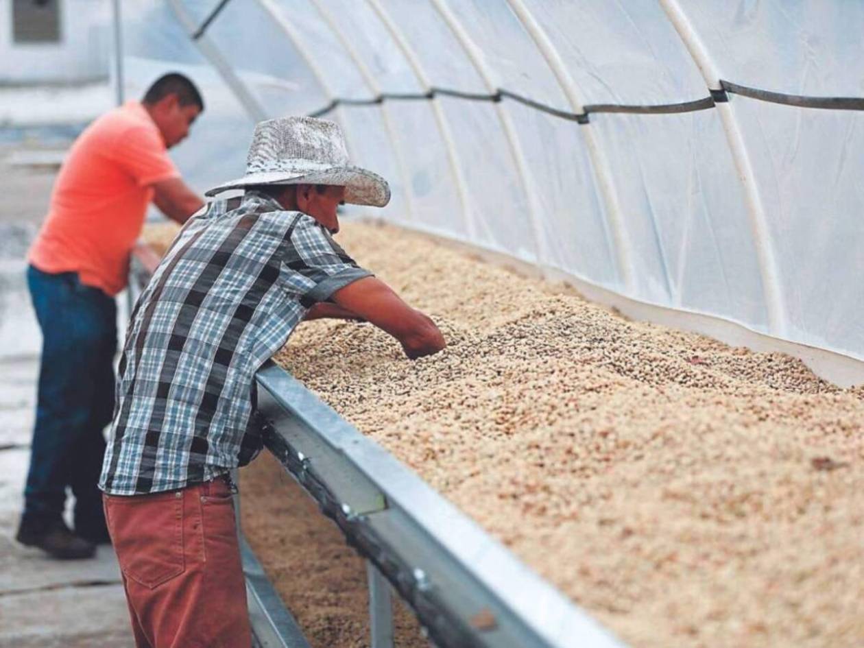 Quintal de café se mantiene por encima de $ 300 en mercado internacional